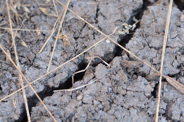 Mngmnt Dry Soil